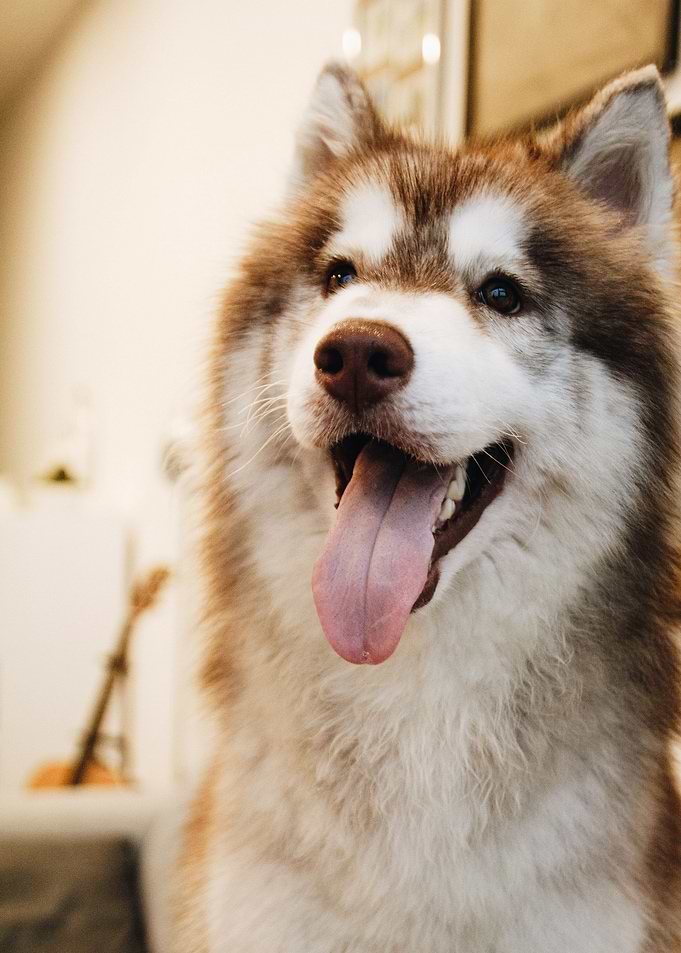 AKITA
