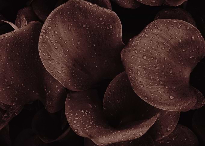 Plant Leaves 8