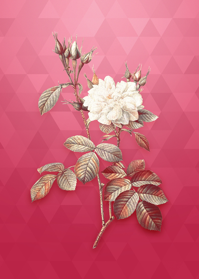 Autumn Damask Rose on Red