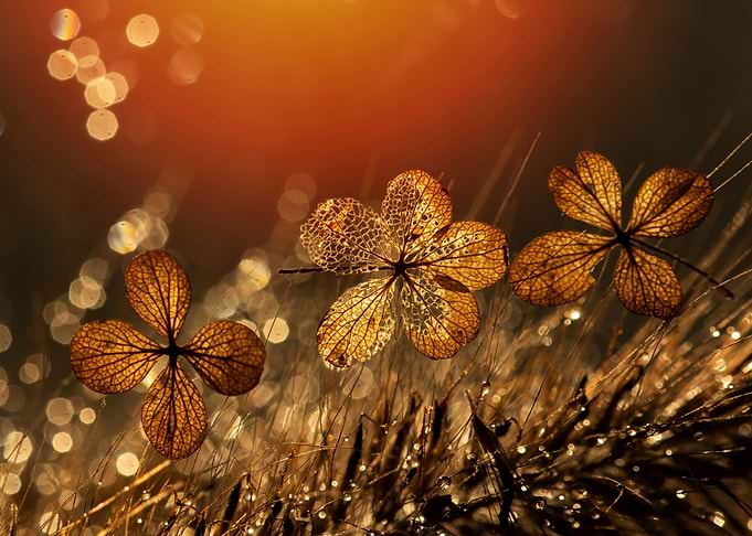 Autumn impression
