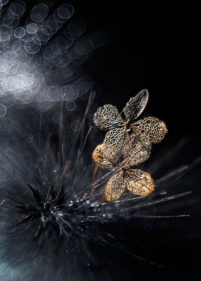 Dark hydrangea flower