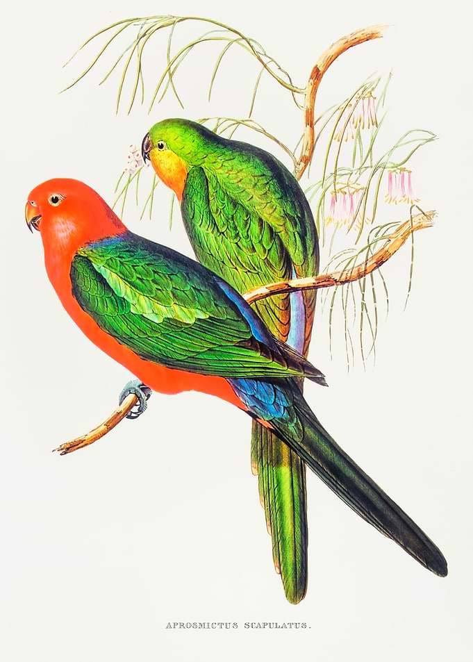 King Lory