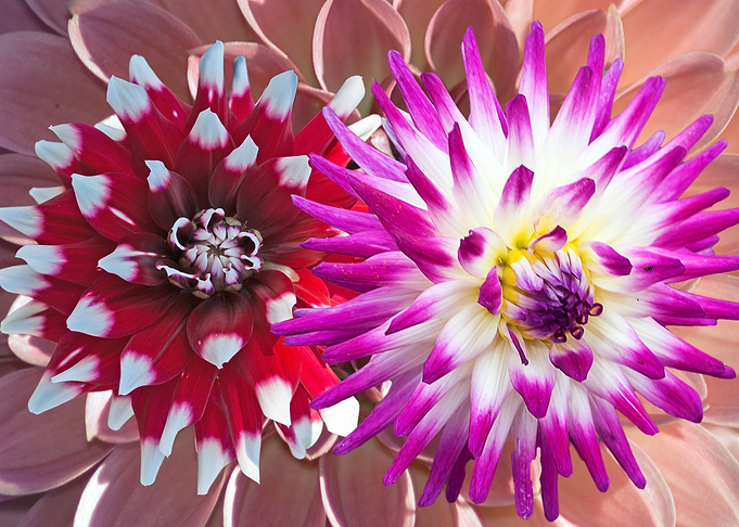 dahlia