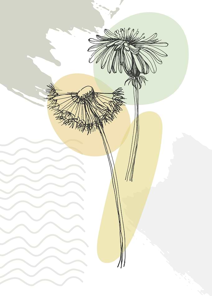 Taraxacum
