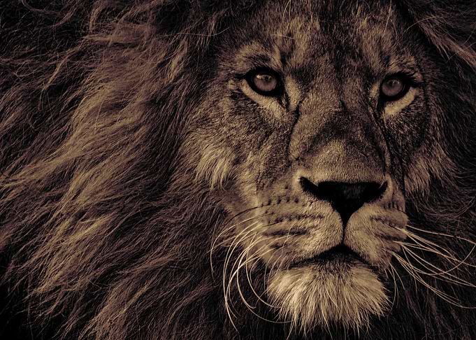 Lion 1