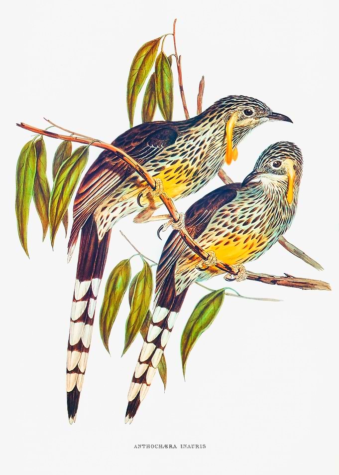 Great Wattled Honeyeater