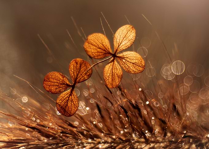 Autumn impression