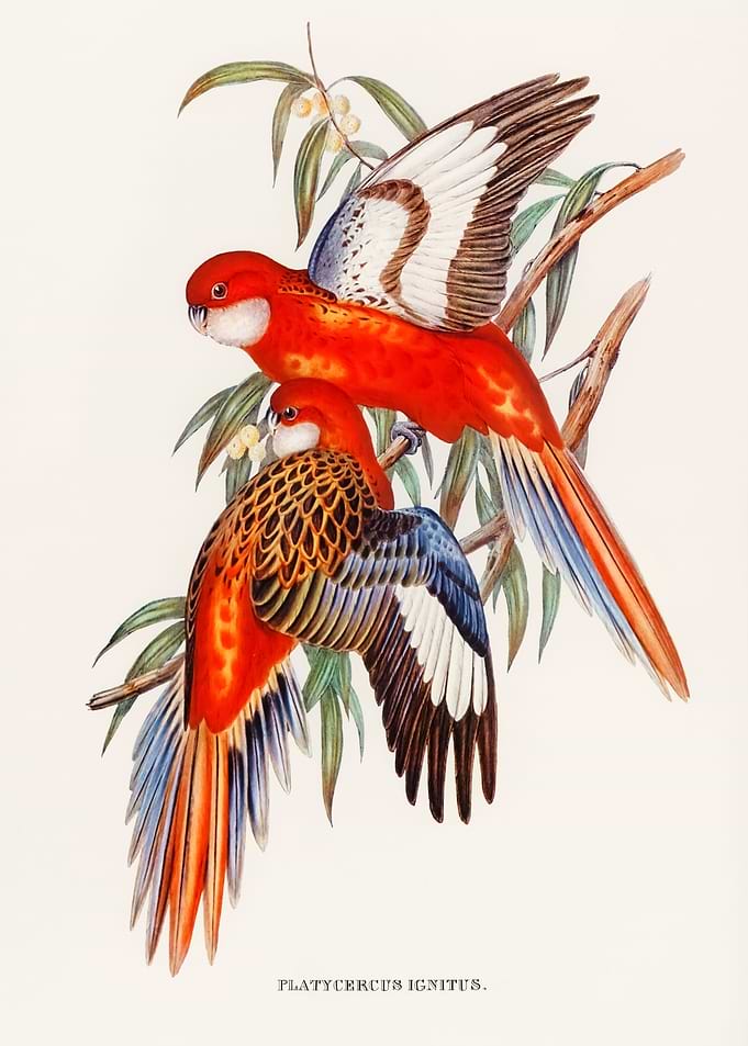 Fiery Parakeet