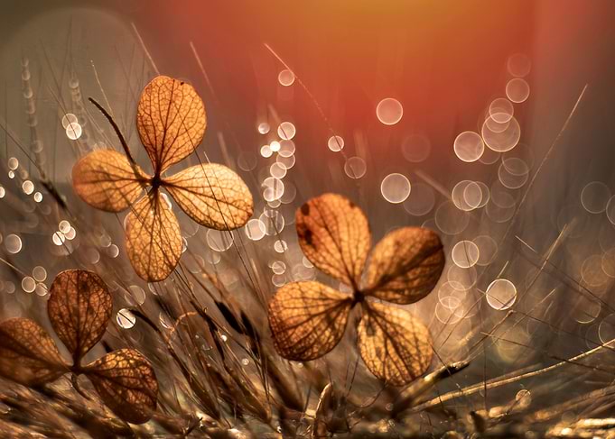 Autumn impression