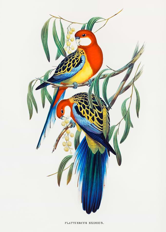 Rose Hill Parakeet