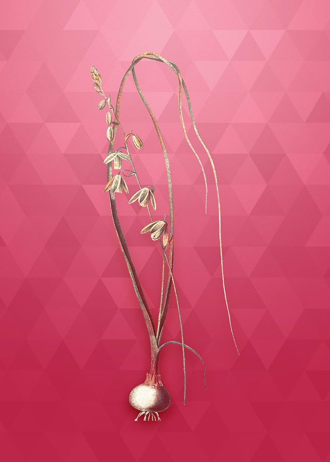 Albuca on Viva Magenta