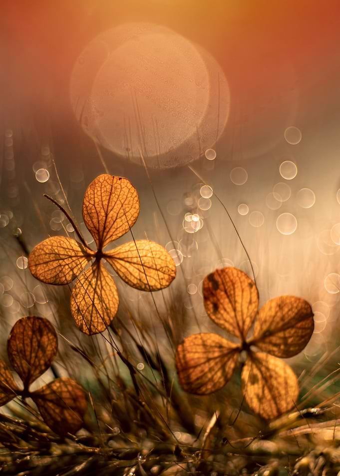 Autumn impression