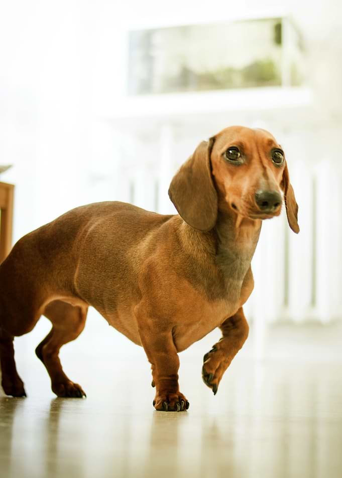 DACHSHUD