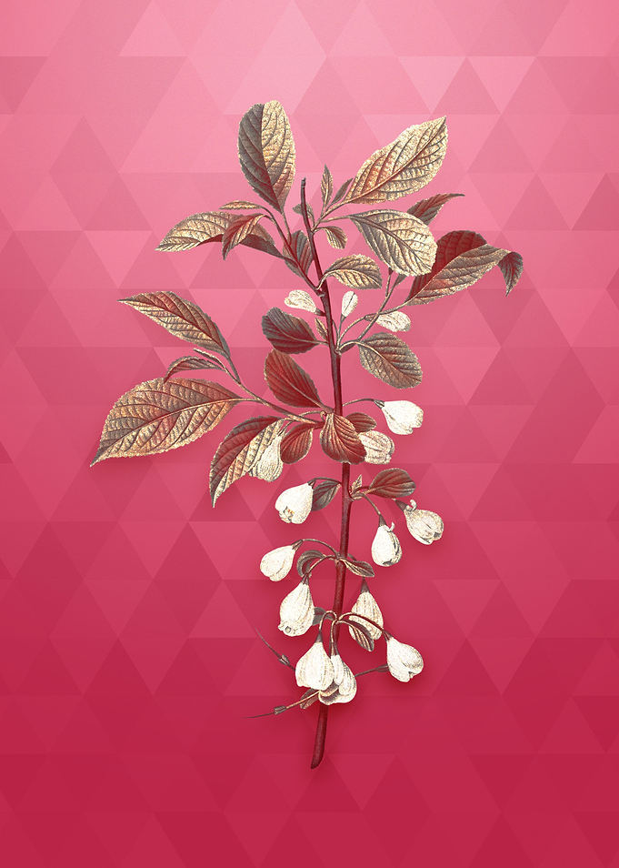Gold Mountain Silverbell