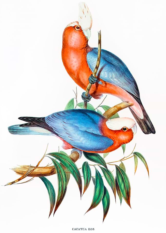 Cacatua Eos
