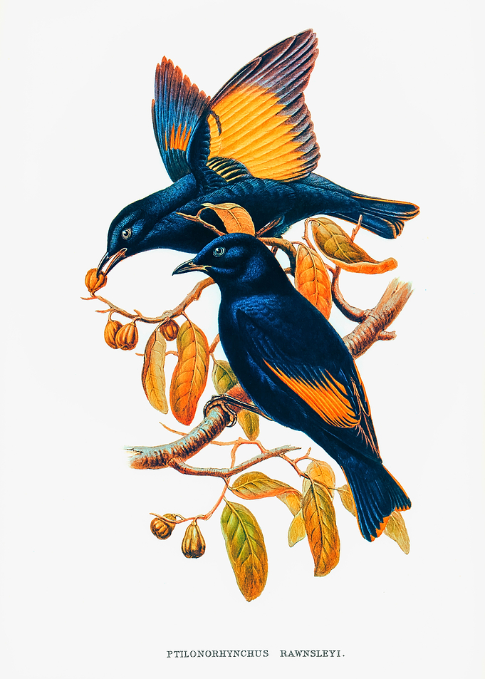 Rawnsley Bowerbird