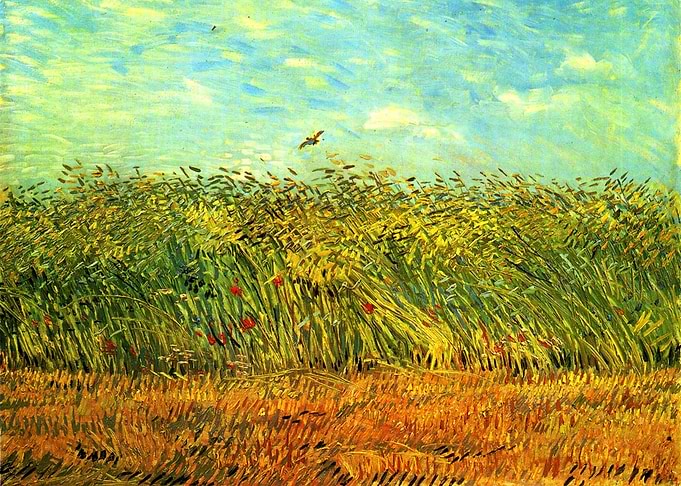 wheat field with a lark