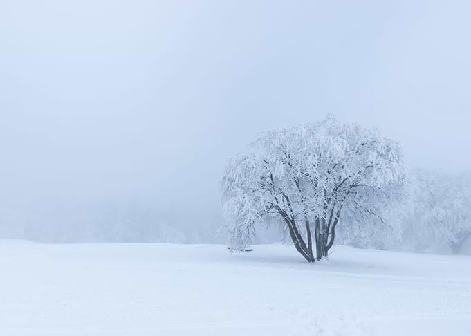 Winter trees in mountains