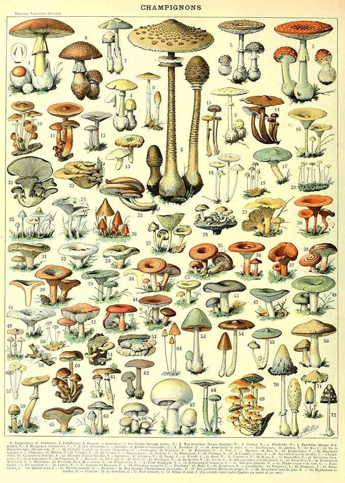 Champignons Mushrooms