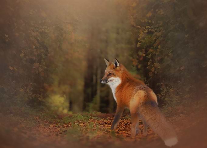 Mystic Animal Pictures