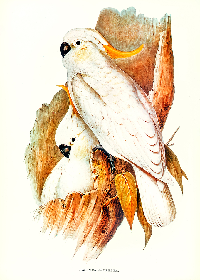 Crested Cockatoo