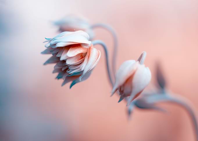 Flowers in artistic photo