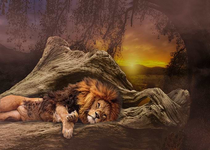 Mystic Animal Pictures