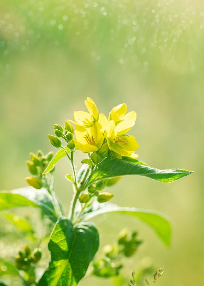 Yellow field flower