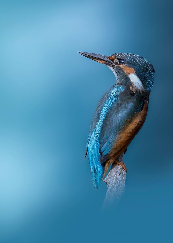 A Kingfisher Portrait 1