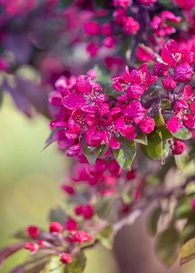 Pink spring blooming trees