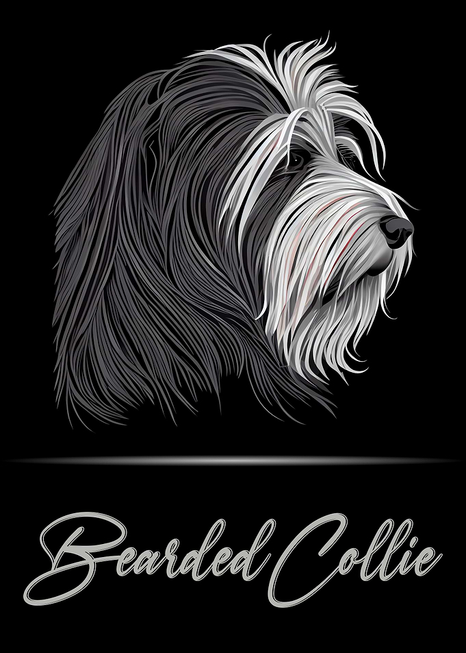 Bearded Collie Portrait