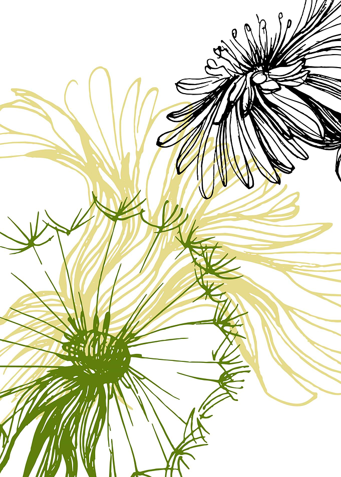 Taraxacum
