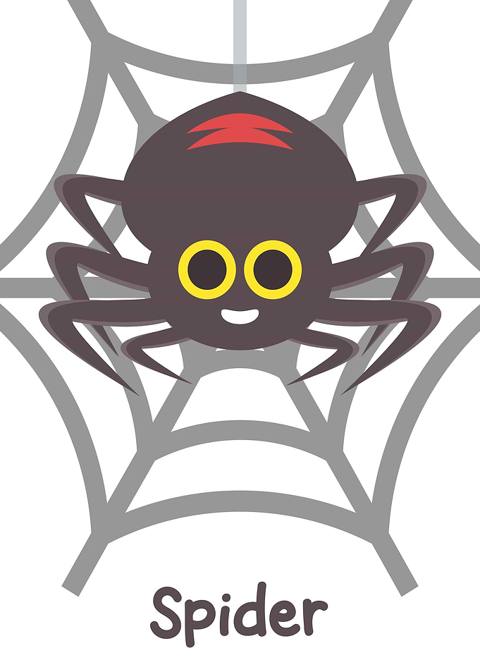 spider