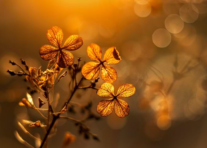 Autumn impression