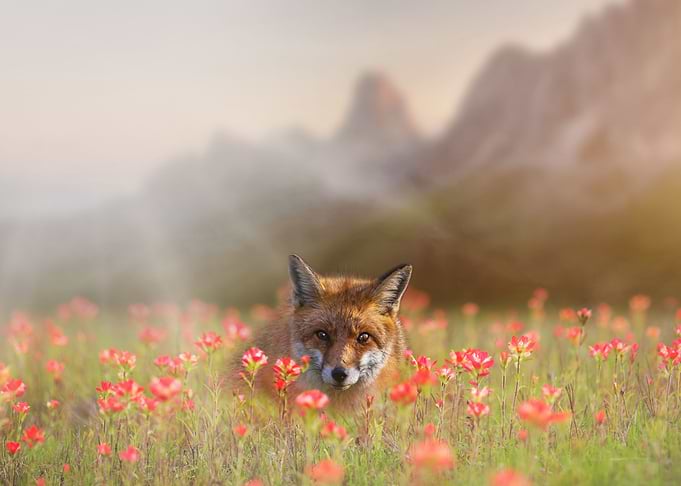 Mystic Animal Pictures