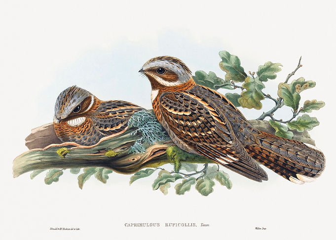 Caprimulgus Ruficollis