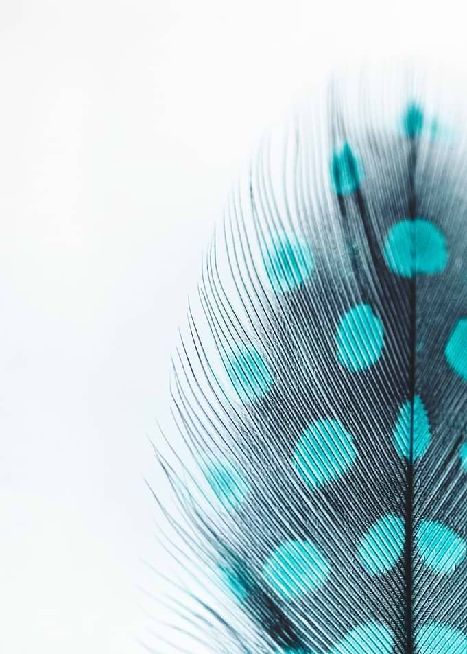 Feather