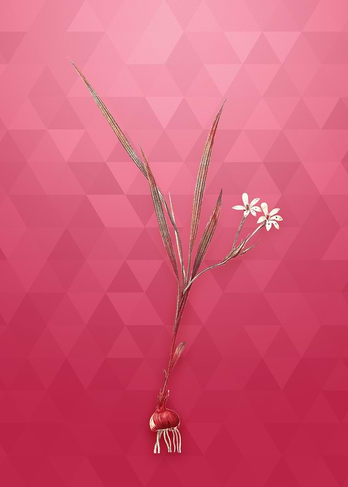 Gold Gladiolus Inclinatus