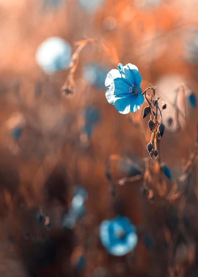 Blue flax flower, macro