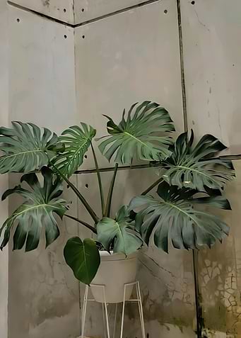 plant