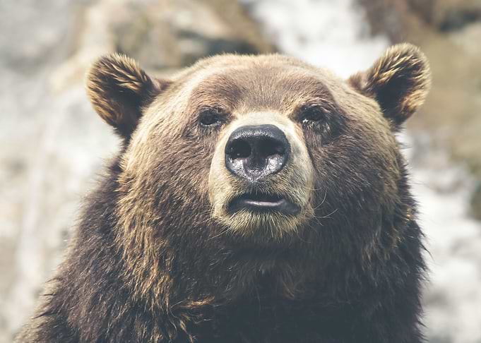Bear Face Portrait