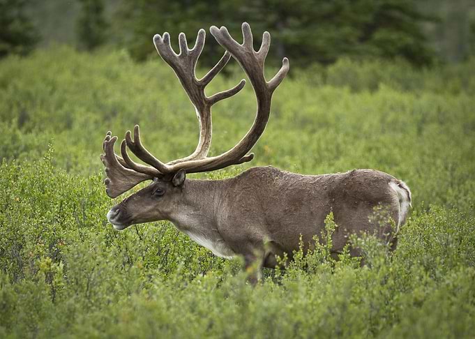 Moose call