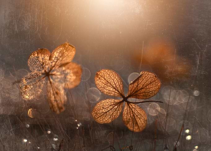 Autumn impression