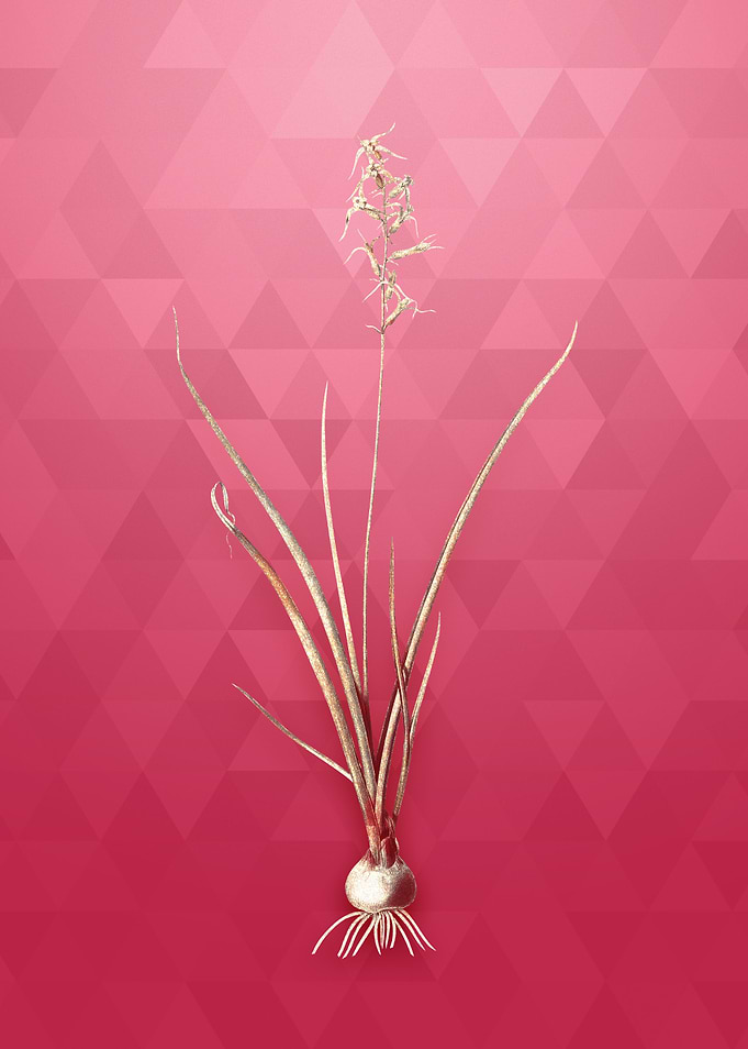 Hyacinthus Viridis on Red