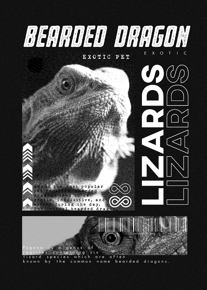 Bearded Dragon Modern