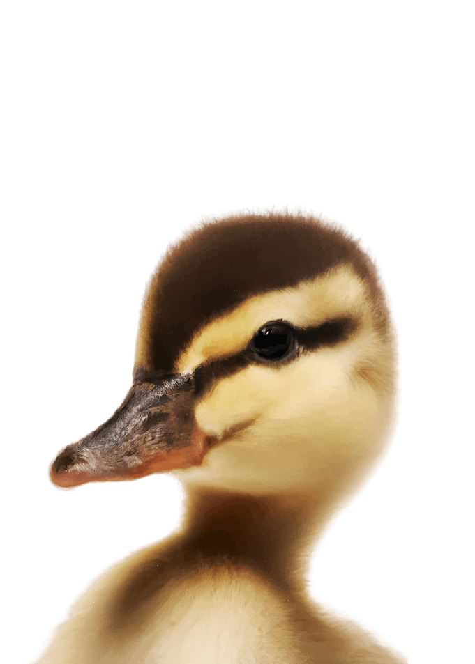 Duck Baby Animal