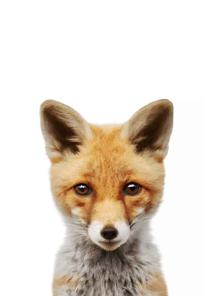 Fox Baby Animal