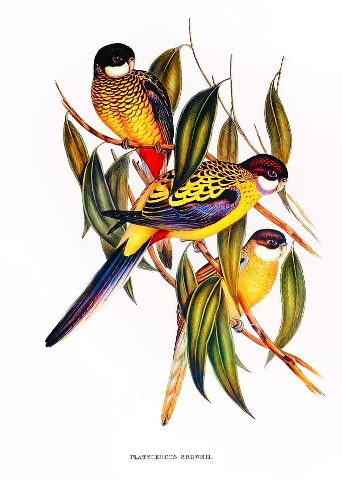 Brown Parakeet