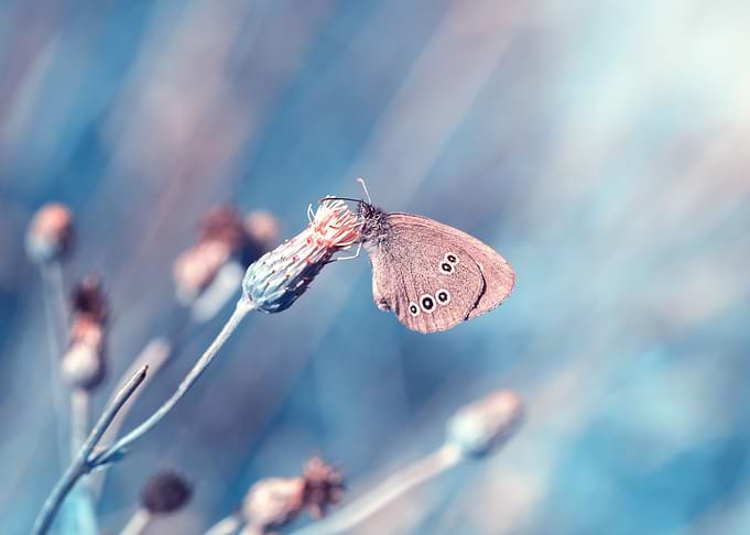 Butterfly, wild meadow