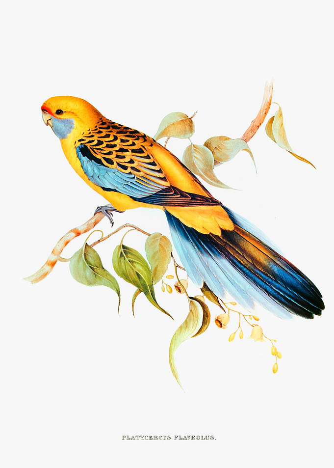 Yellow Rumped Parakeet